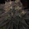 EBB AND FLOW - ARCTIC ORANGE  STRAIN - REG PHOTO - 12 PACK - Image 3