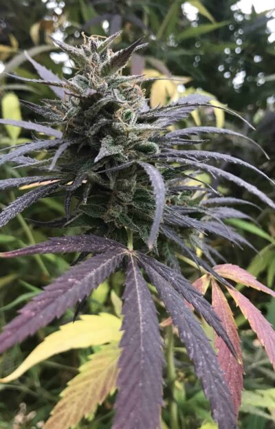 SEEDSMAN - BLUE DREAM STRAIN - FEM PHOTO