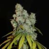 ACE SEEDS - AFGHAN LEMON STRAIN - FEM PHOTO - Image 2