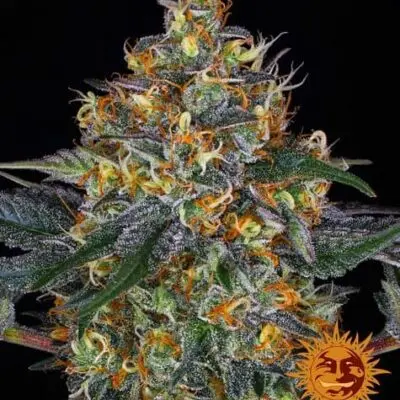 Moby Dick Auto | Barney's Farm | FEM Autoflower Seeds