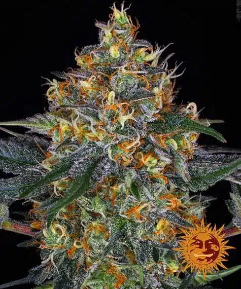 Moby Dick Auto | Barney's Farm | FEM Autoflower Seeds