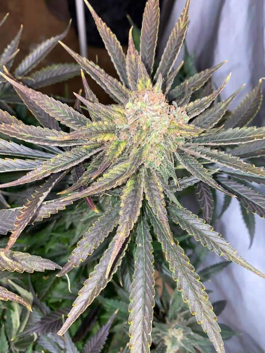 TASTEBUDZ – PEANUT BUTTER COOKIES STRAIN – AUTO FEM