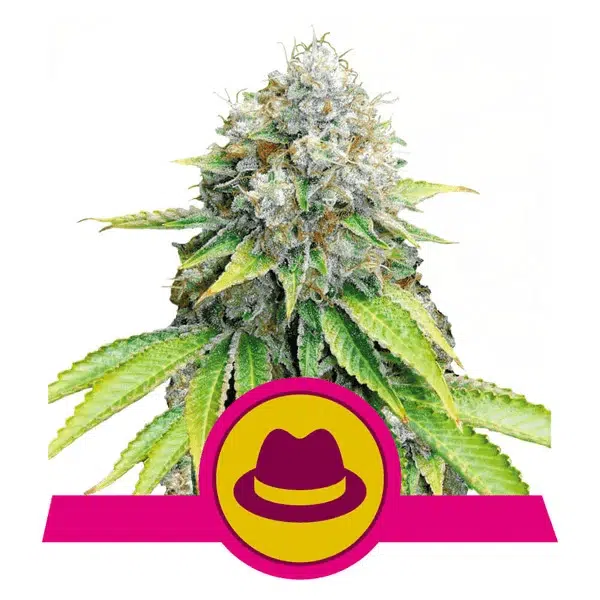 ROYAL QUEEN SEEDS - O.G. KUSH STRAIN - FEM PHOTO