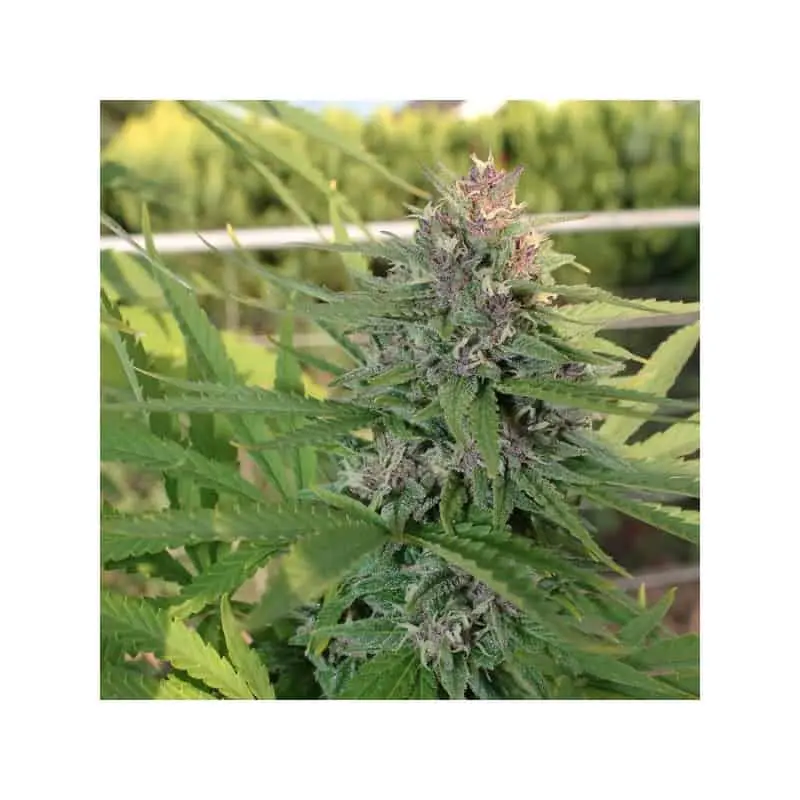 Hollands Hope | Dutch Passion | FEM Photoperiod Seeds