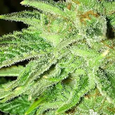 Strawberry OG | Cali Connection | FEM Photoperiod Seeds