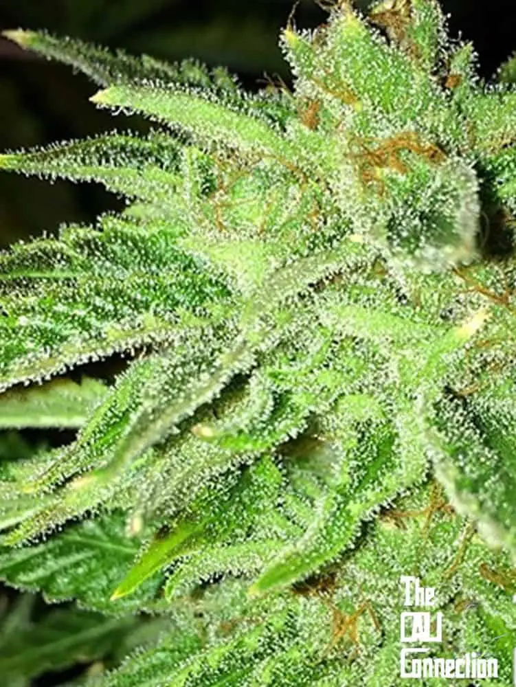 Strawberry OG | Cali Connection | FEM Photoperiod Seeds