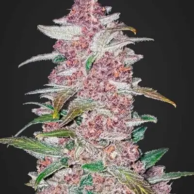 Blackberry Auto | Fast Buds | FEM Autoflower Seeds