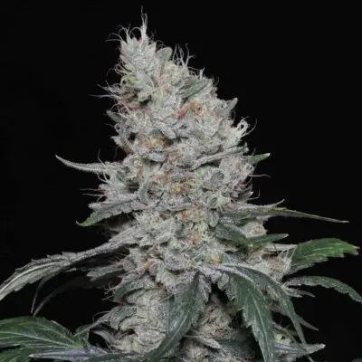 TWENTY20 - KNOWS CANDY STRAIN - AUTO FEM