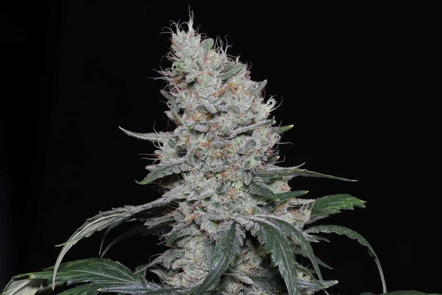 TWENTY20 - KNOWS CANDY STRAIN - AUTO FEM