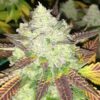 JINXPROOF GENETICS - HELL ON WHEELS STRAIN - REG PHOTO - 12 PACK - Image 5