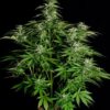 ROYAL QUEEN SEEDS - HYPERION F1 STRAIN - AUTO FEM - Image 2