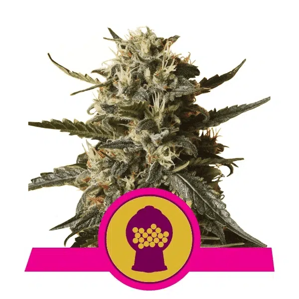 ROYAL QUEEN SEEDS - BUBBLEGUM XL STRAIN - FEM PHOTO