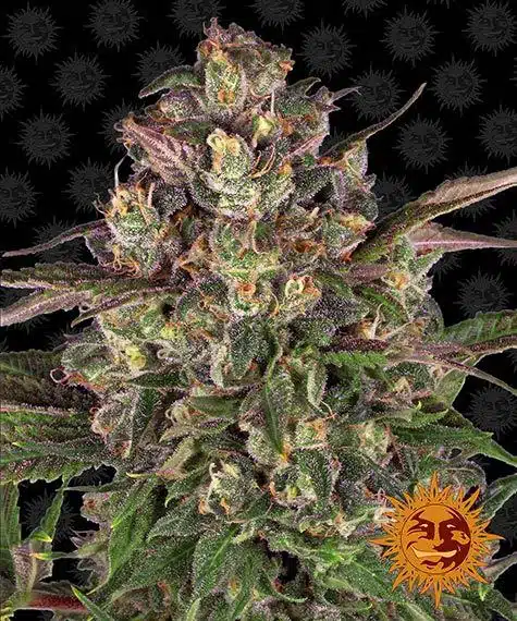 Peyote Critical | Barney's Farm | FEM Photoperiod Seeds