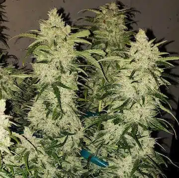 Zweet Auto RBX2 | Ethos Genetics | FEM Autoflower Seeds