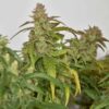 DUTCH PASSION - CBG FORCE STRAIN - AUTO FEM - Image 3