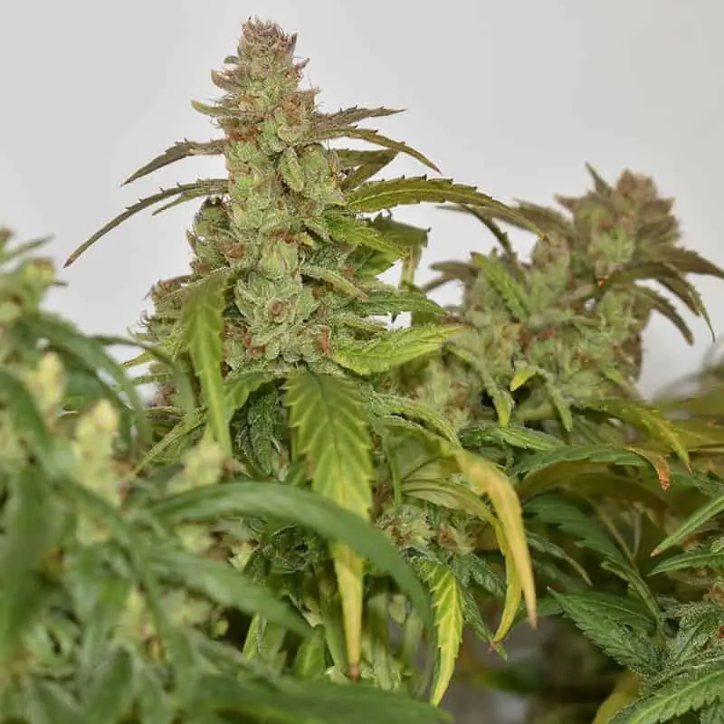CBG Force Auto