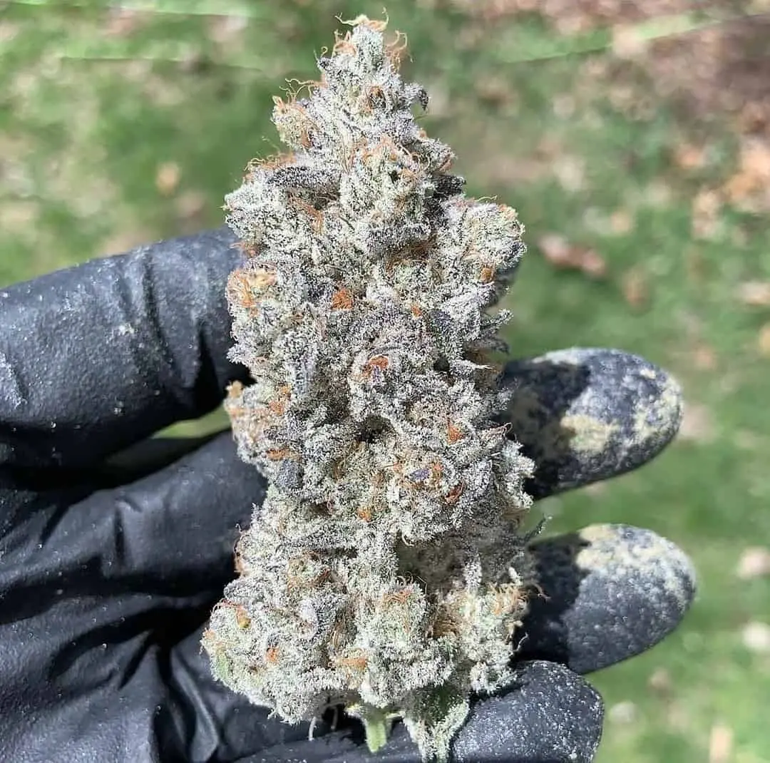 Garlic Storm | In House Genetics | FEM Photoperiod Seeds