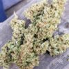 KAGYU - SPROUTWAYS - SMUGGLERS CHOICE BURMESE STRAIN - REG PHOTO - 10 PACK - Image 2