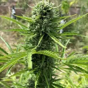 MOSCA SEEDS - PINA COLADA STRAIN - AUTO FEM - 5 PACK