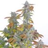 ROMULAN GENETICS - ROMULAN S1 STRAIN - FEM PHOTO - 6 PACK - Image 3