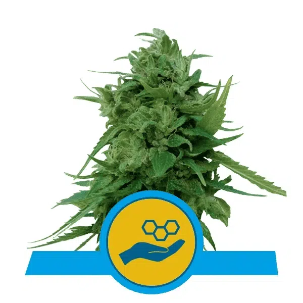 ROYAL QUEEN SEEDS - SOLOMATIC CBD STRAIN - AUTO FEM