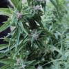 TRIDENT SEEDS - LANGTANG NEPAL CHINA BORDER STRAIN - REG PHOTO - Image 2