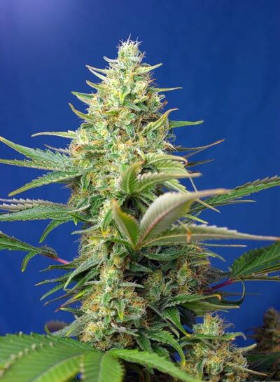 SWEET SEEDS - CBD SWEET PURE AUTO STRAIN  - AUTO FEM