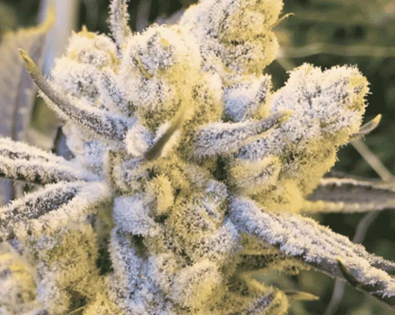 IN HOUSE GENETICS – SUGAR CANE STRAIN – FEM PHOTO