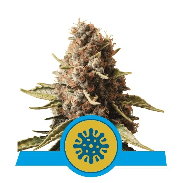 ROYAL QUEEN SEEDS - EUPHORIA CBD STRAIN - FEM PHOTO