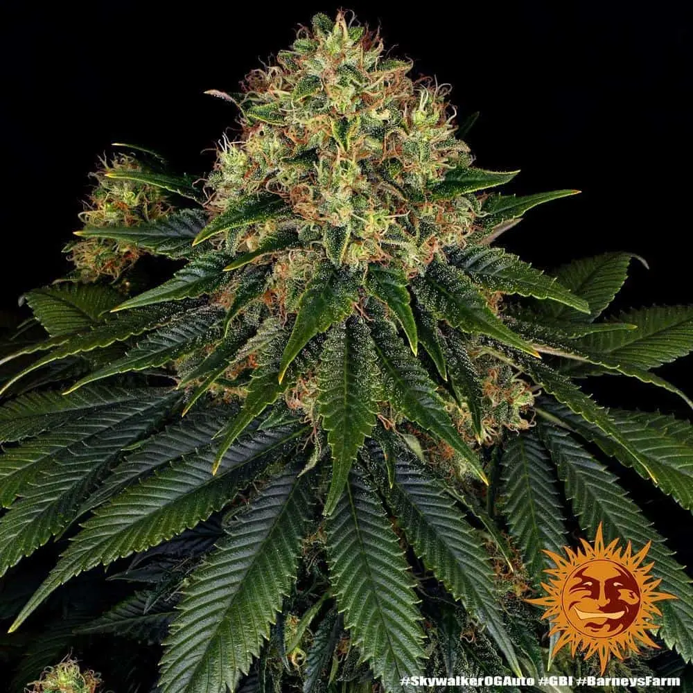 Skywalker OG Auto | Barney's Farm | FEM Autoflower Seeds