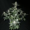 RONIN GARDEN - SMOKE STRAIN - AUTO FEM - Image 2