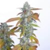 ROMULAN GENETICS - ROMULAN S1 STRAIN - FEM PHOTO - 6 PACK - Image 2