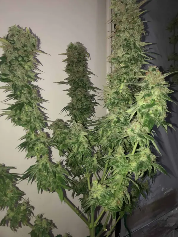 TASTEBUDZ - PEANUT BUTTER COOKIES STRAIN - AUTO FEM