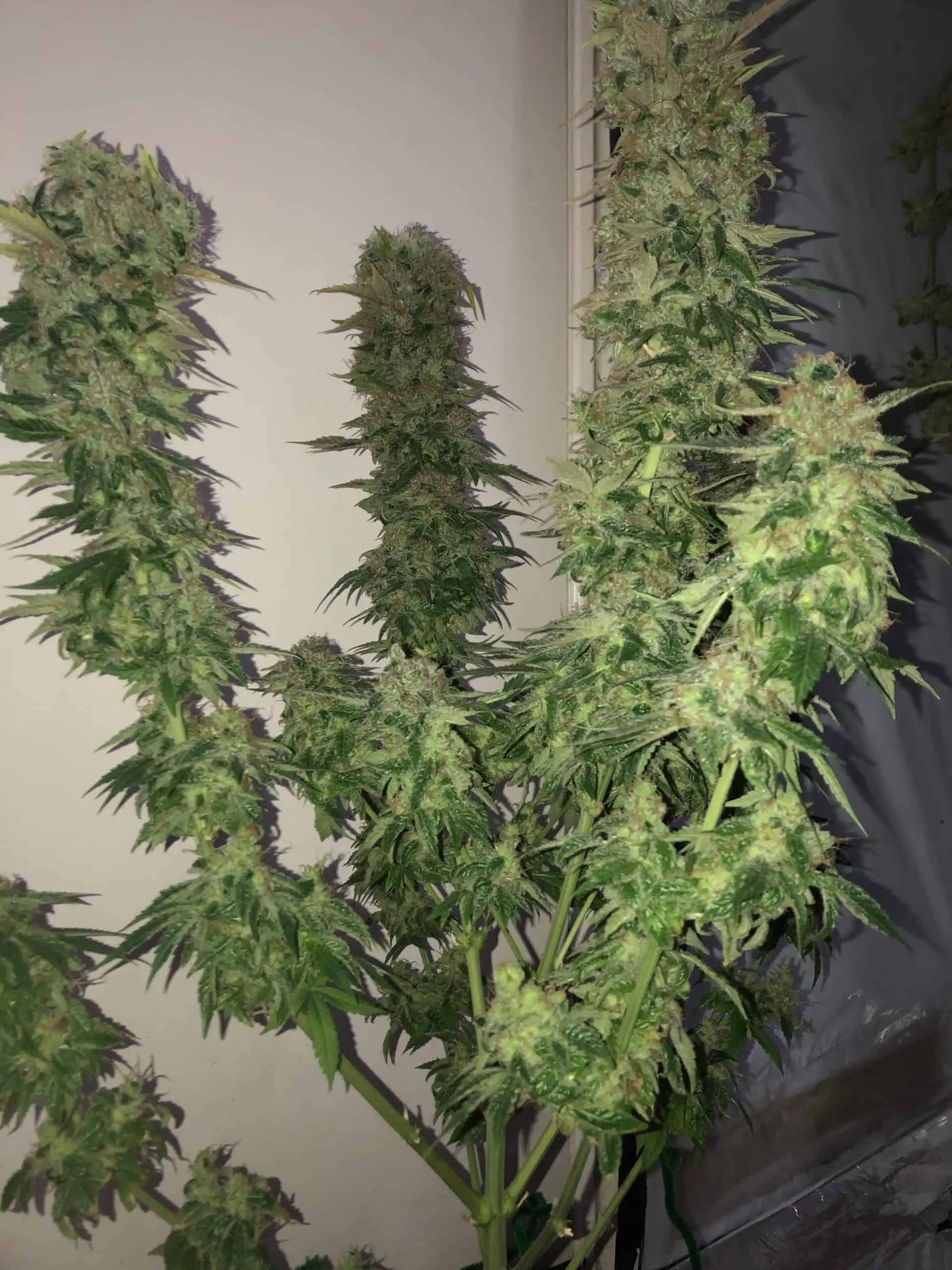 TASTEBUDZ - PEANUT BUTTER COOKIES STRAIN - AUTO FEM