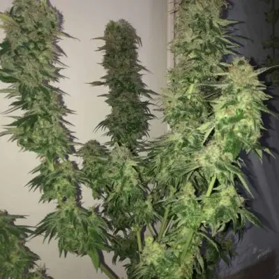 TASTEBUDZ - PEANUT BUTTER COOKIES STRAIN - FEM PHOTO