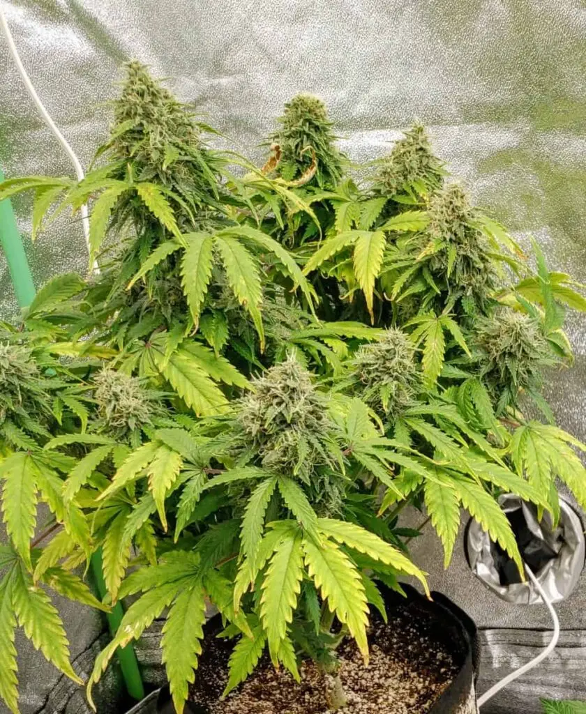TASTEBUDZ – MIMOSA STRAIN – AUTO FEM