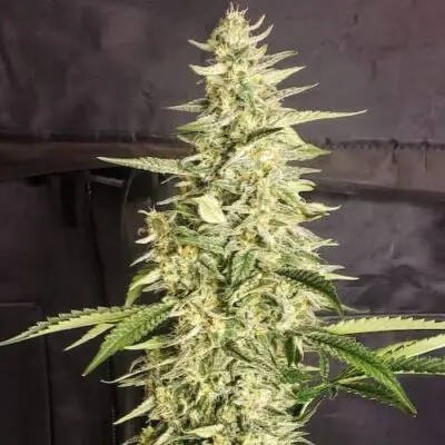 Inzane Auto | Ethos Genetics | FEM Autoflower Seeds