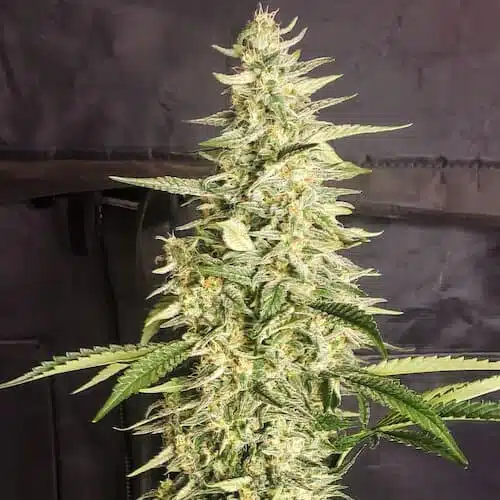 Inzane Auto | Ethos Genetics | FEM Autoflower Seeds
