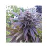 DUTCH PASSION - BLUEBERRY - FEM PHOTO - Image 2