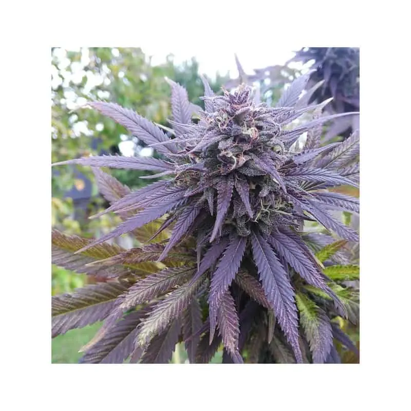 Blueberry