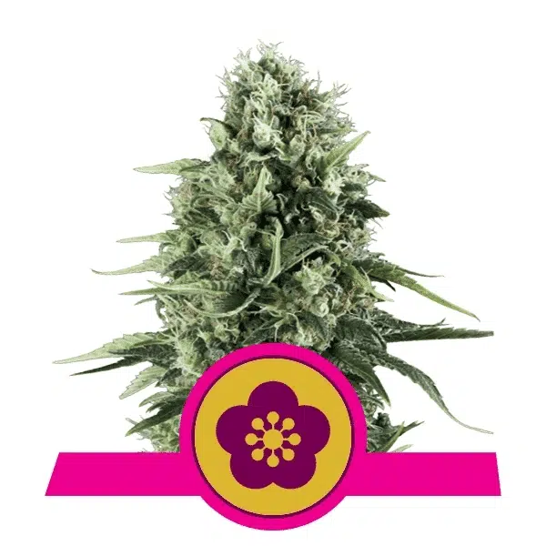 ROYAL QUEEN SEEDS - POWER FLOWER STRAIN - FEM PHOTO