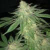 JINXPROOF GENETICS - POUND DOWN STRAIN - REG PHOTO - 12 PACK - Image 7