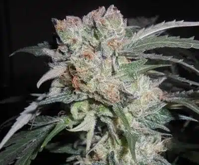 Zamaldelica X Kali China | Ace Seeds | FEM Photoperiod Seeds