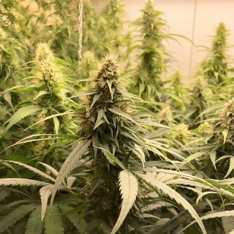 CBG Force Auto