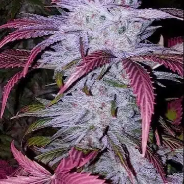 Early Lemon Berry RBX | Ethos Genetics | FEM Photoperiod Seeds