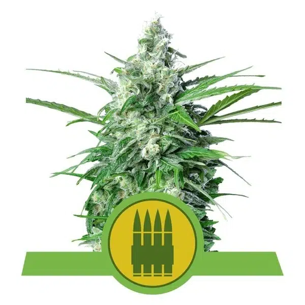 ROYAL QUEEN SEEDS - ROYAL AK AUTOMATIC STRAIN - AUTO FEM