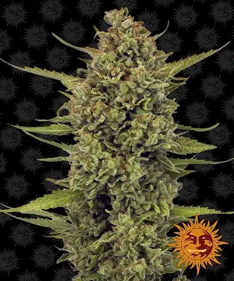 Acapulco Gold | Barney's Farm | FEM Photoperiod Seeds
