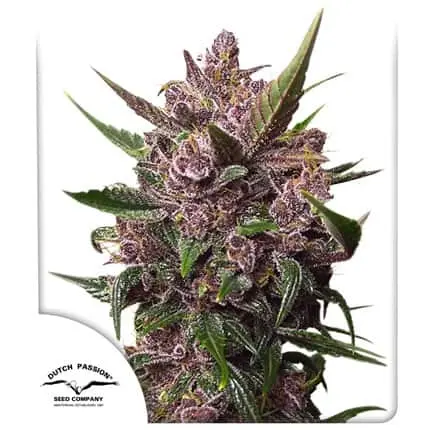 Blackberry Kush Auto | Dutch Passion | FEM Autoflower Seeds