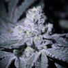 SIN CITY SEEDS - DOUBLE MINT KUSH STRAIN - FEM PHOTO -7 PACK - Image 2