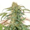 DUTCH PASSION - KEROSENE KRASH STRAIN - AUTO FEM - Image 3